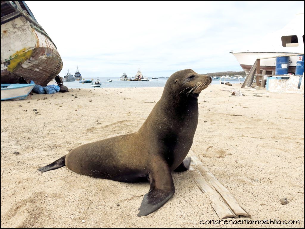 San Cristóbal Galápagos Ecuador