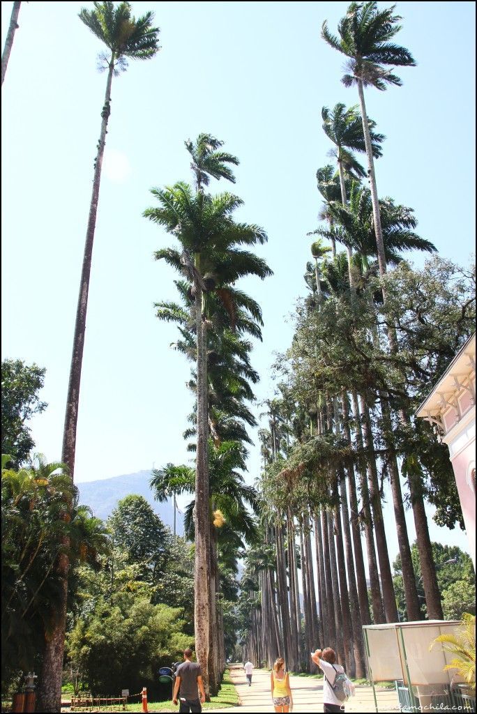 Jardín Botánico Rio de Janeiro Brasil