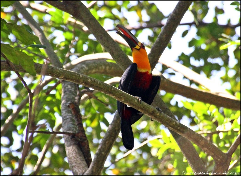 Jardín Botánico Rio de Janeiro Brasil