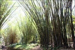 Jardín Botánico Rio de Janeiro Brasil