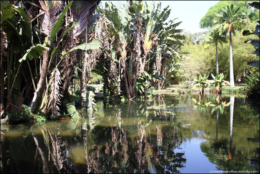 Jardín Botánico Rio de Janeiro Brasil