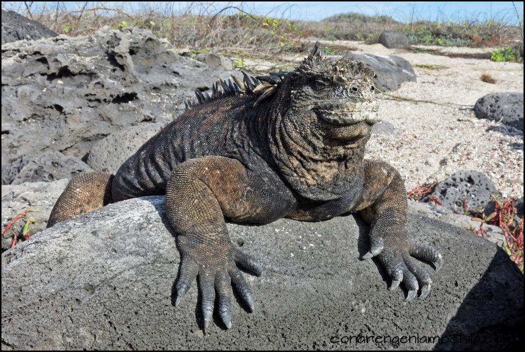 San Cristóbal Galápagos Ecuador