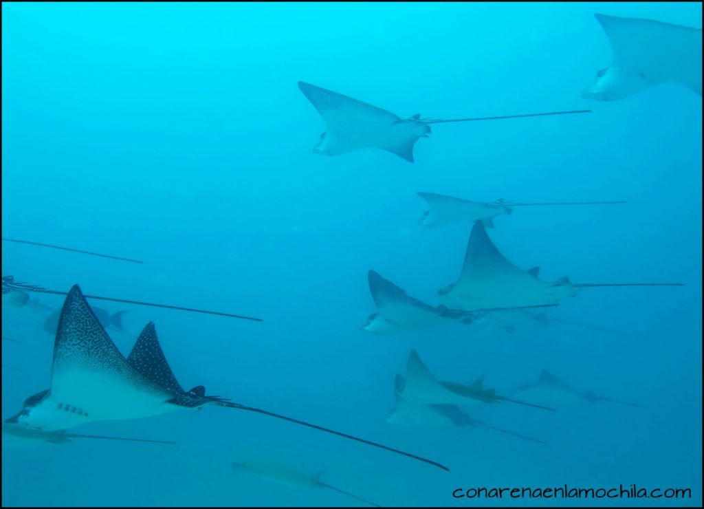 Buceo Galápagos Ecuador