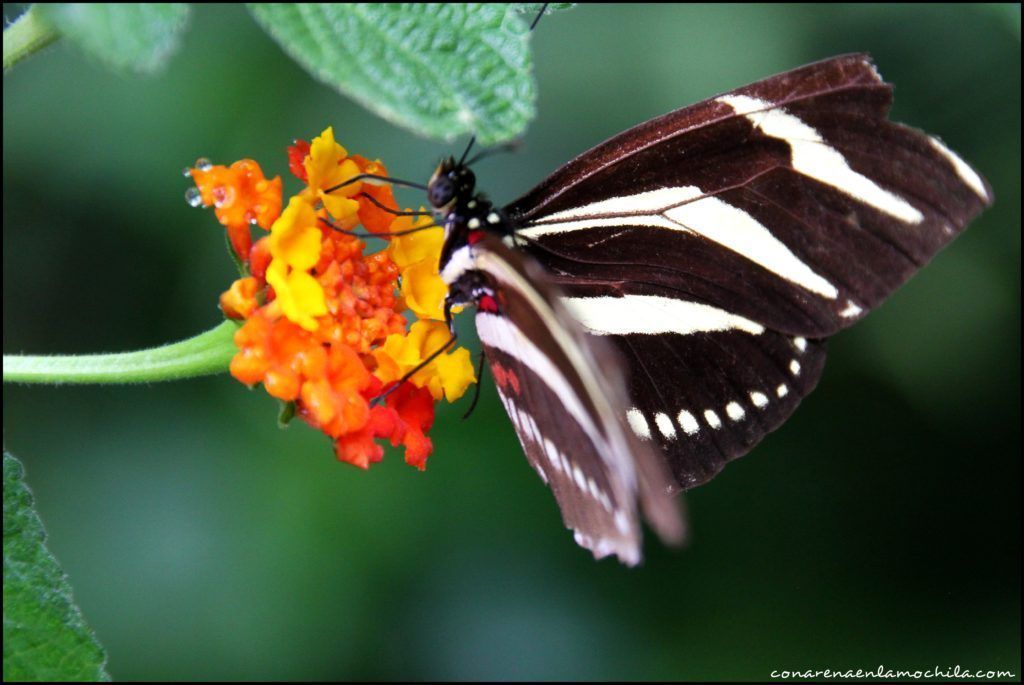 Reserva Atitlán Guatemala