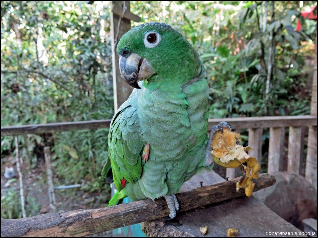 Centro Ecológico Zanja Arajuno Puyo Ecuador