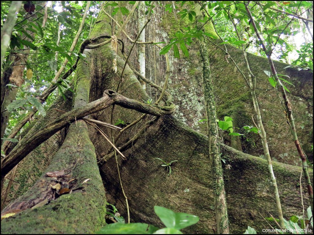 Yasuni Ecuador