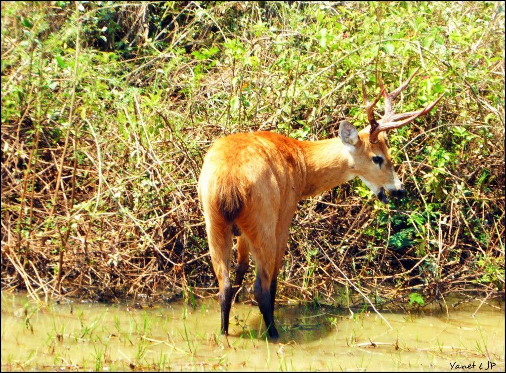 Pantanal Mato Grosso Brasil