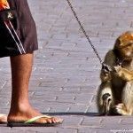 Maltrato animal en Marrakech. No colabores!