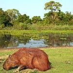 La Transpantaneira: arteria principal del Pantanal de Brasil