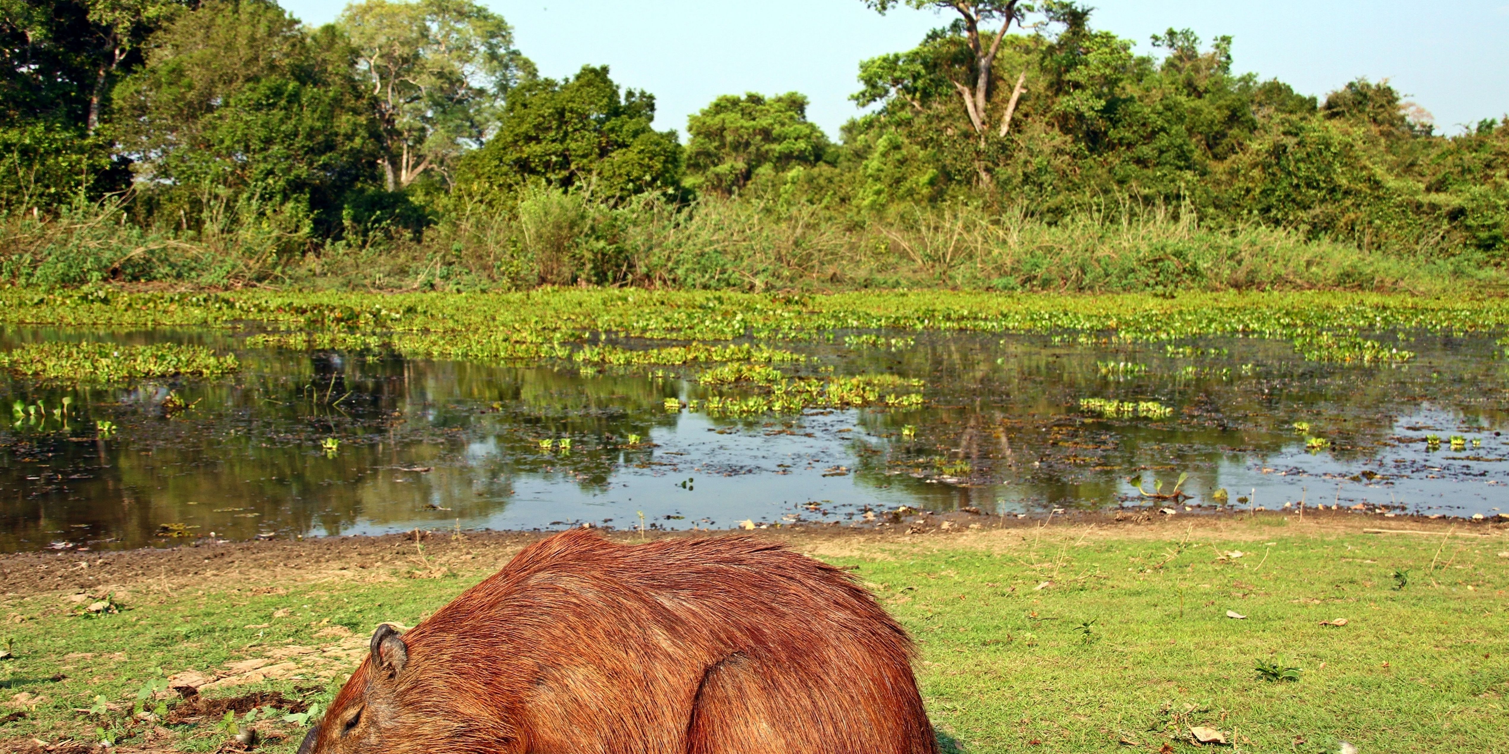 Pousada Rio Clarinho Pantanal Mato Grosso Brasil