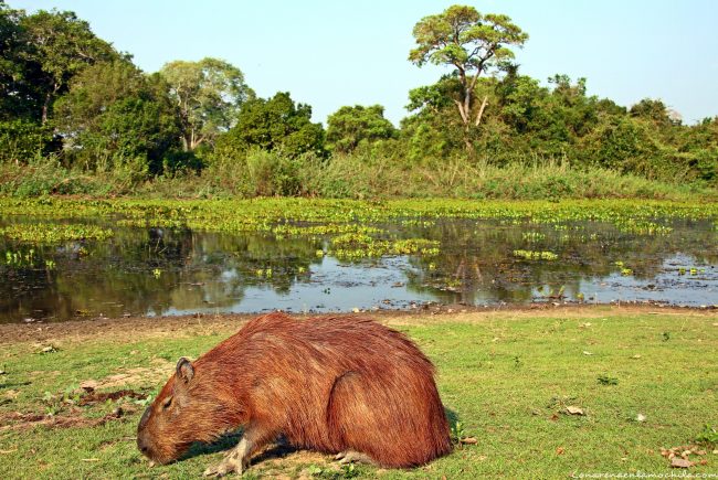 Pousada Rio Clarinho Pantanal Mato Grosso Brasil