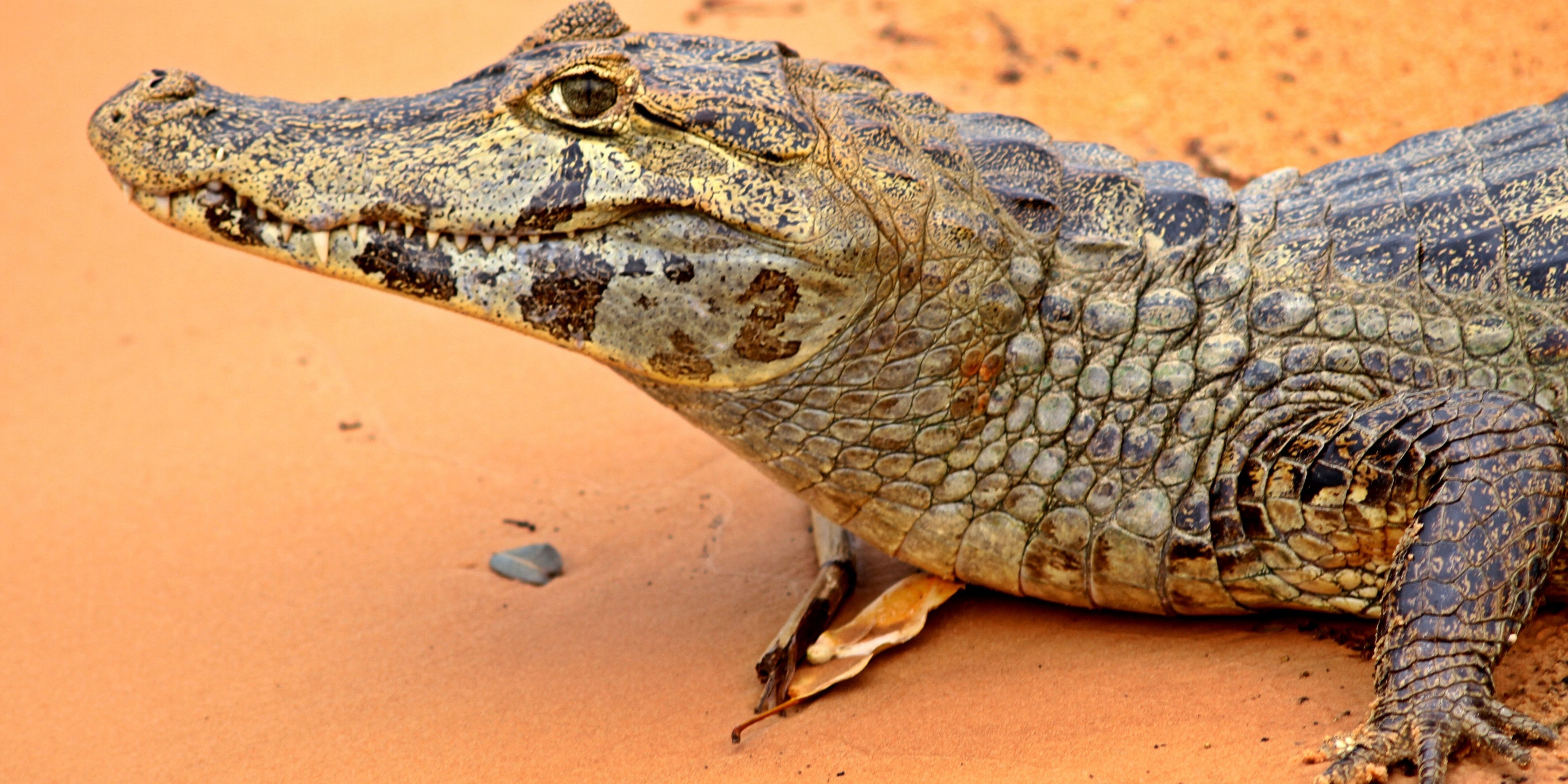 Pantanal Mato Grosso Brasil