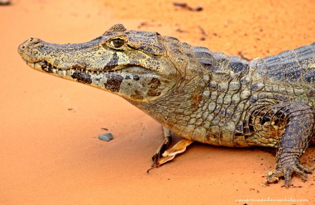 Pantanal Mato Grosso Brasil