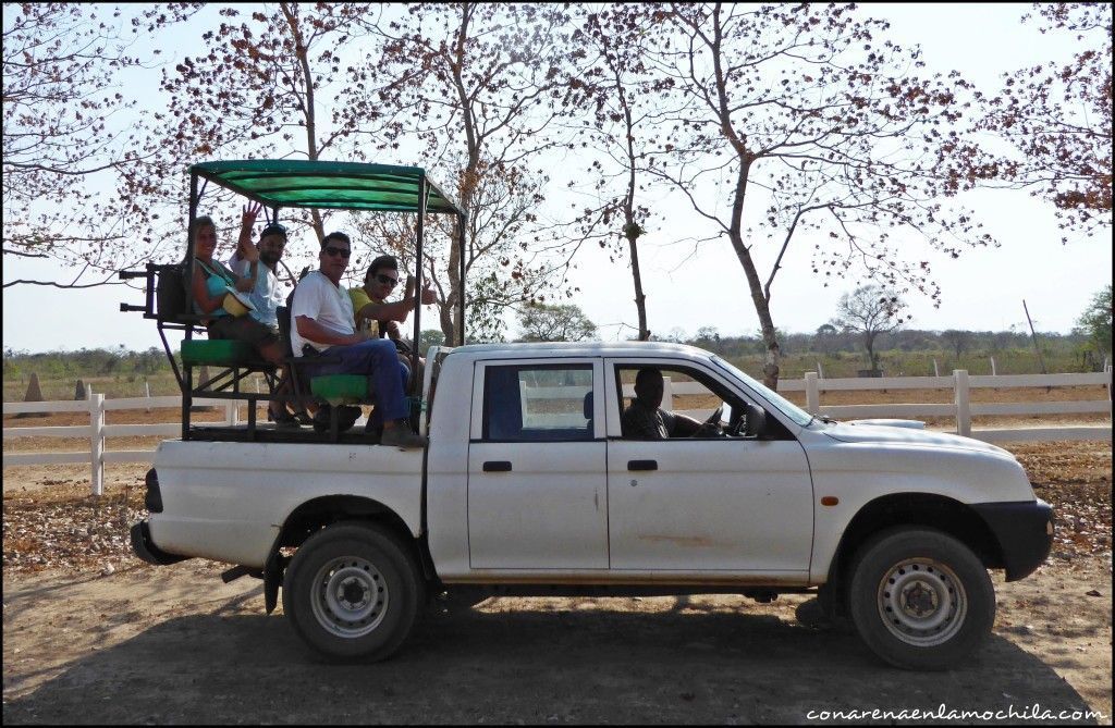 Pantanal Mato Grosso Brasil