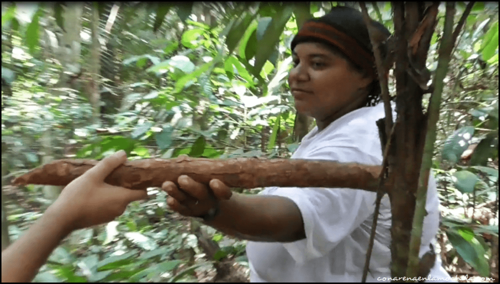 Parque Nacional de Jaú Amazonas Brasil