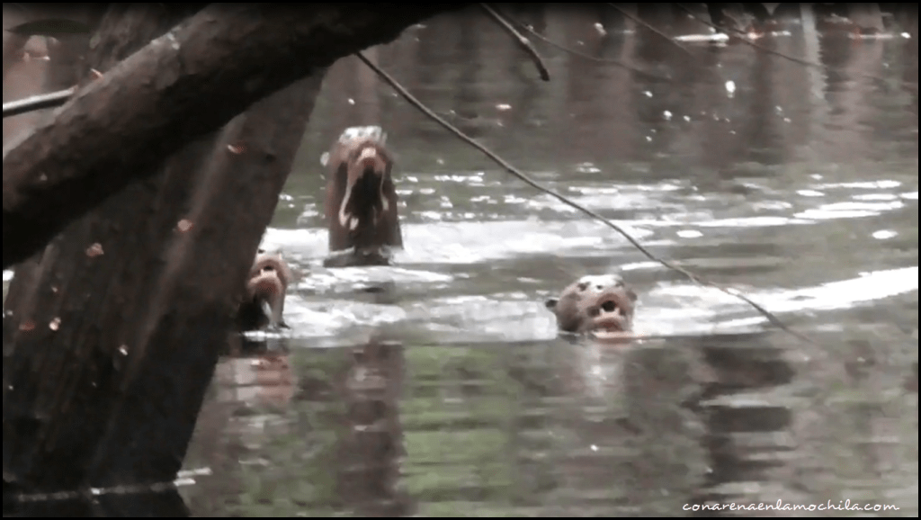 Parque Nacional de Jaú Amazonas Brasil