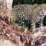 Porto Jofre: En busca del jaguar del Pantanal