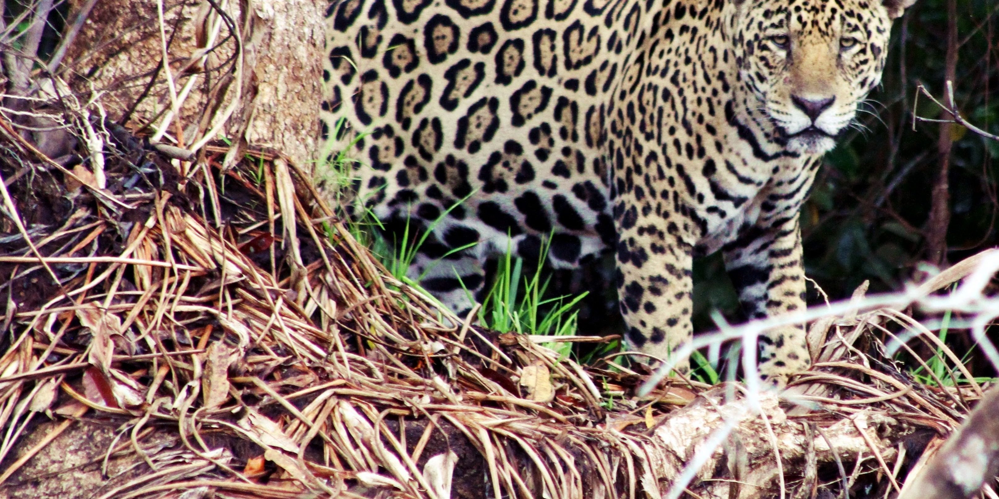 Porto Jofre Pantanal Mato Grosso Brasil