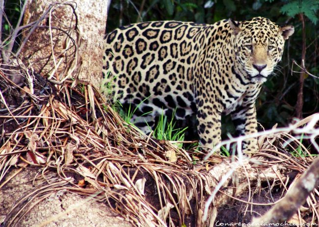 Porto Jofre Pantanal Mato Grosso Brasil