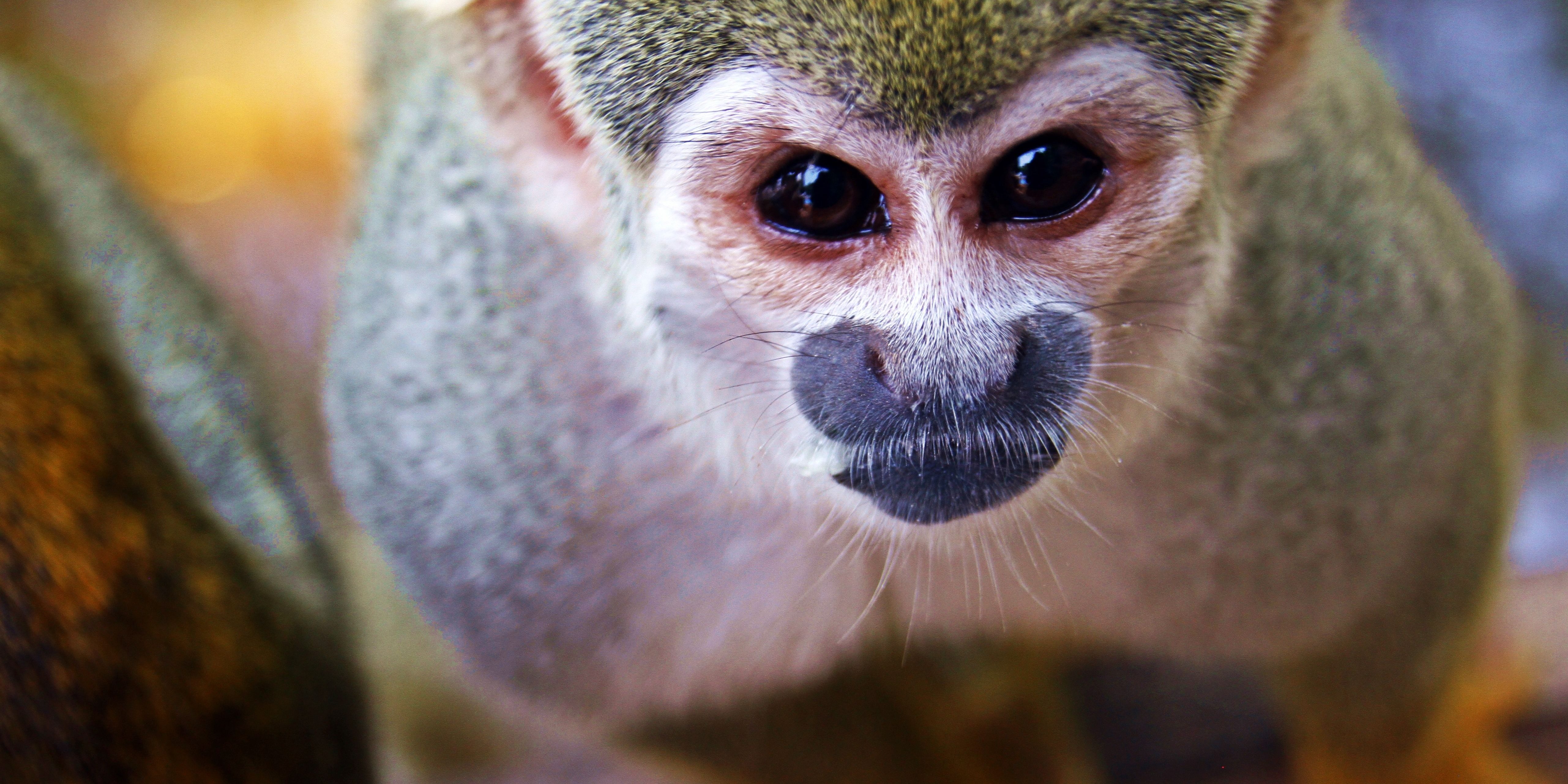 Manaos Amazonas Brasil