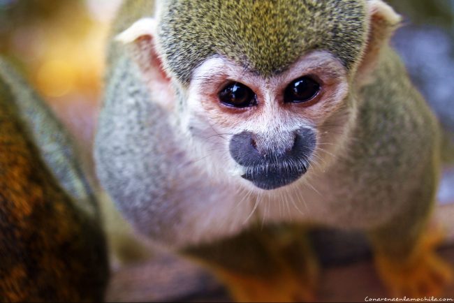 Manaos Amazonas Brasil