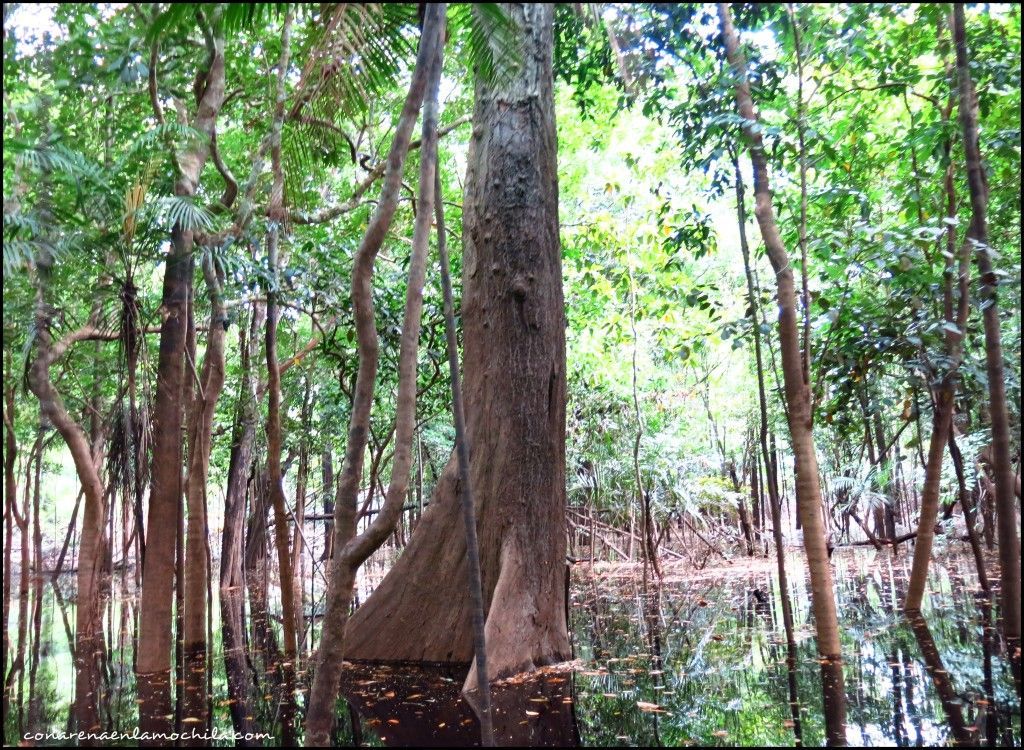 Parque Nacional de Jaú Amazonas Brasil