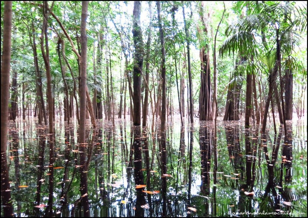 Parque Nacional de Jaú Amazonas Brasil