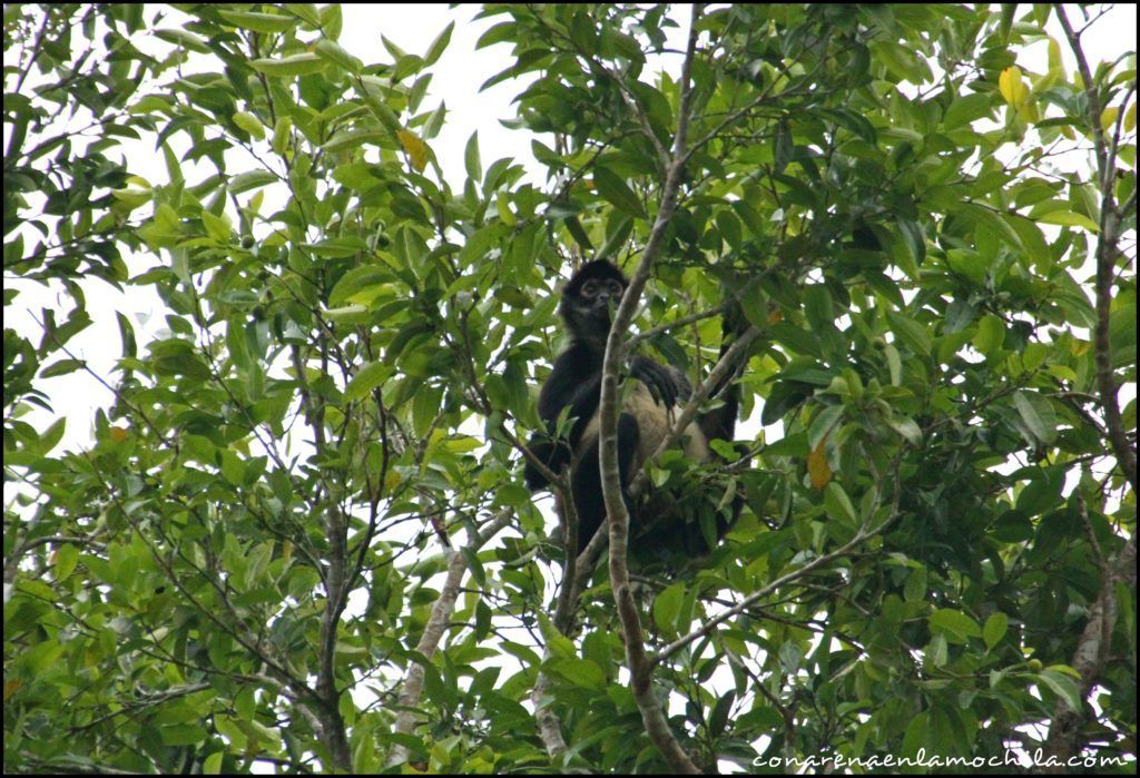 Yaxhá Guatemala