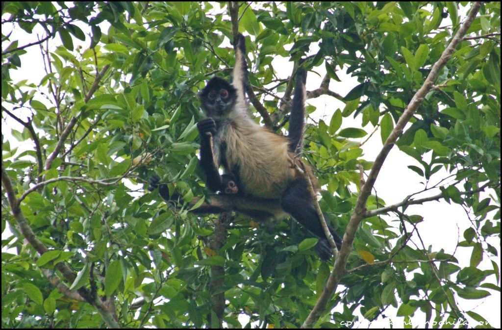 Yaxhá Guatemala