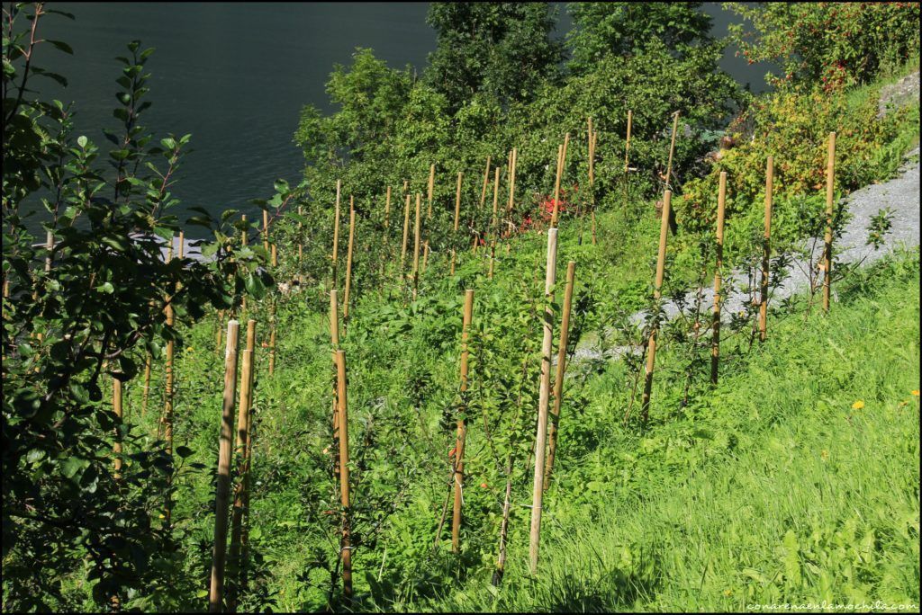 Hardangerfjord Noruega