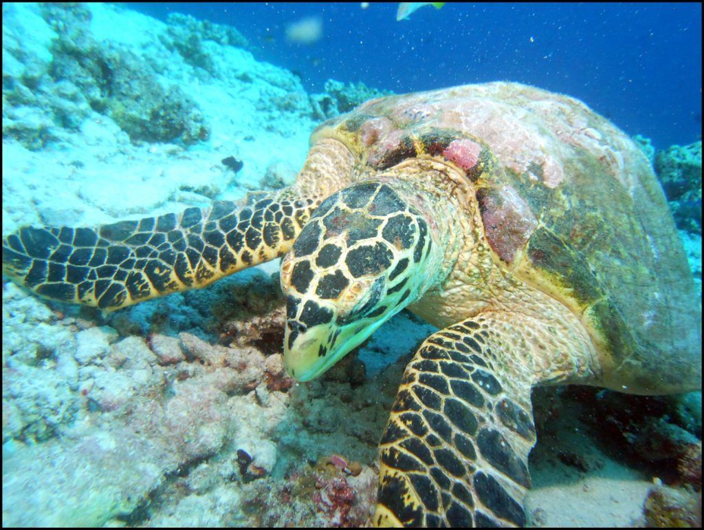 Maldives Blue Force Maldivas