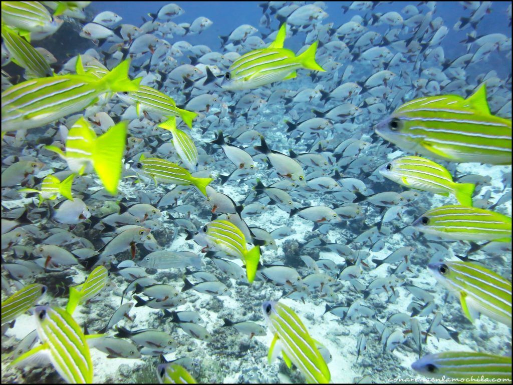 Maldives Blue Force Maldivas