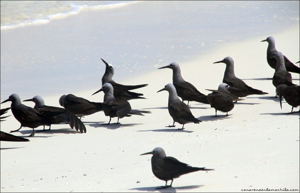 Nilandhoo Maldivas