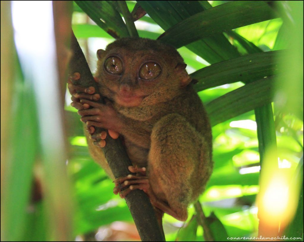 bohol filipinas