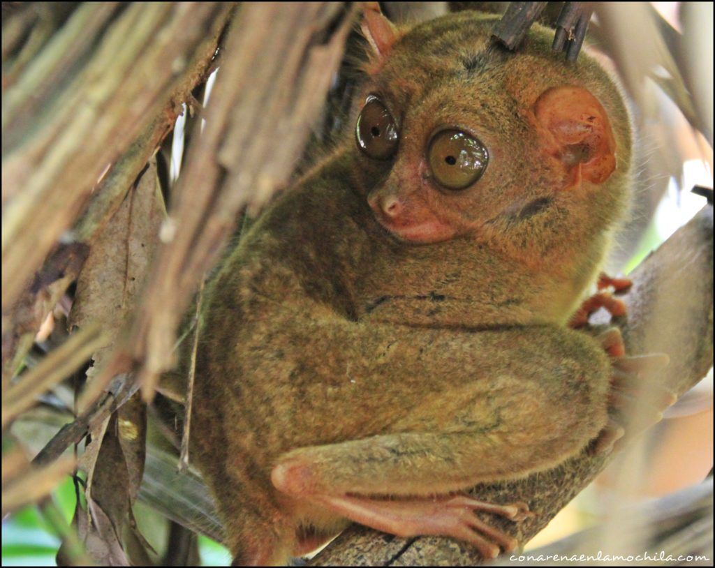 bohol filipinas