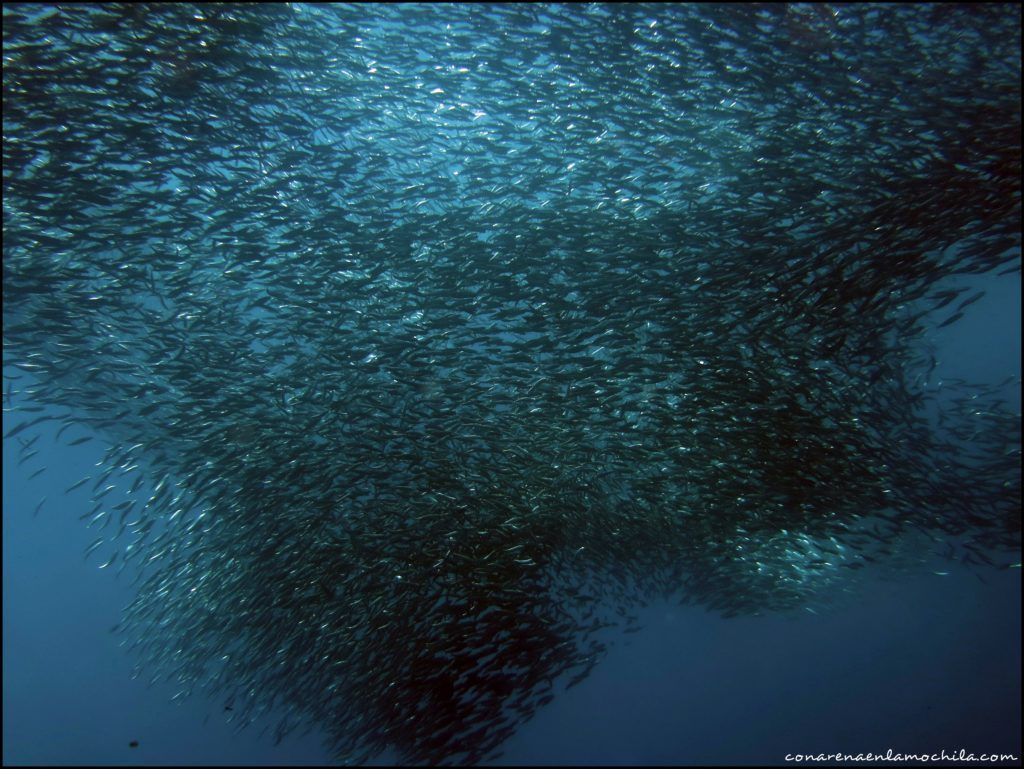 Moalboal Cebu Filipinas