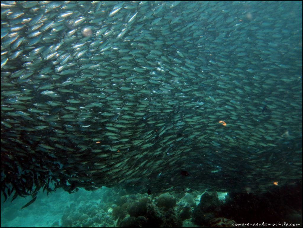 Moalboal Cebu Filipinas