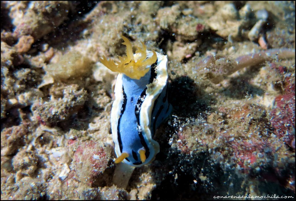 Moalboal Cebu Filipinas