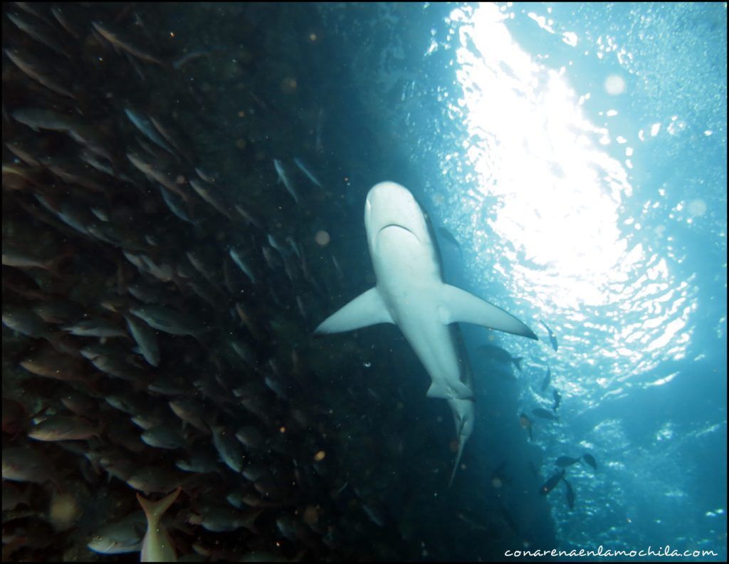 Buceo Galápagos Ecuador