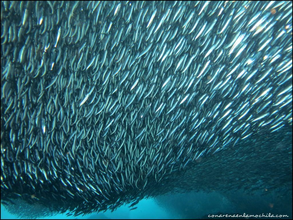 Buceo Galápagos Ecuador