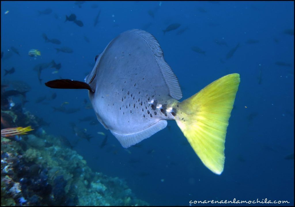 Buceo Galápagos Ecuador