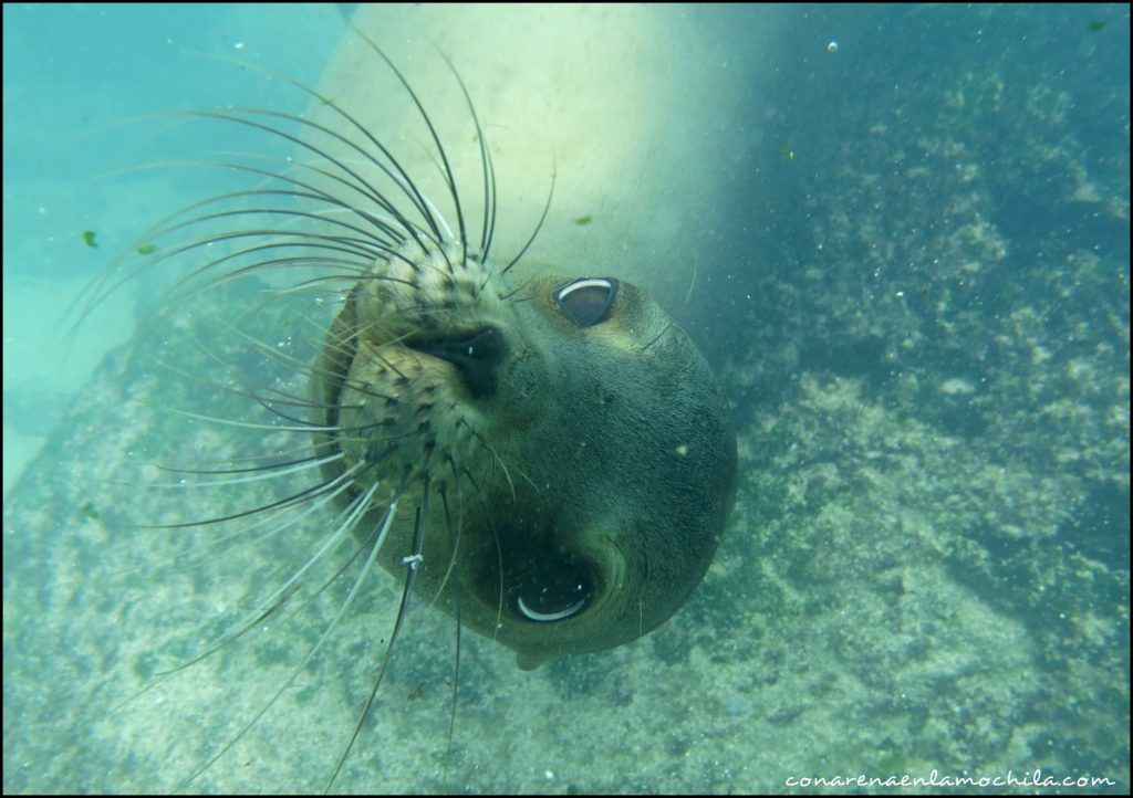 Buceo Galápagos Ecuador