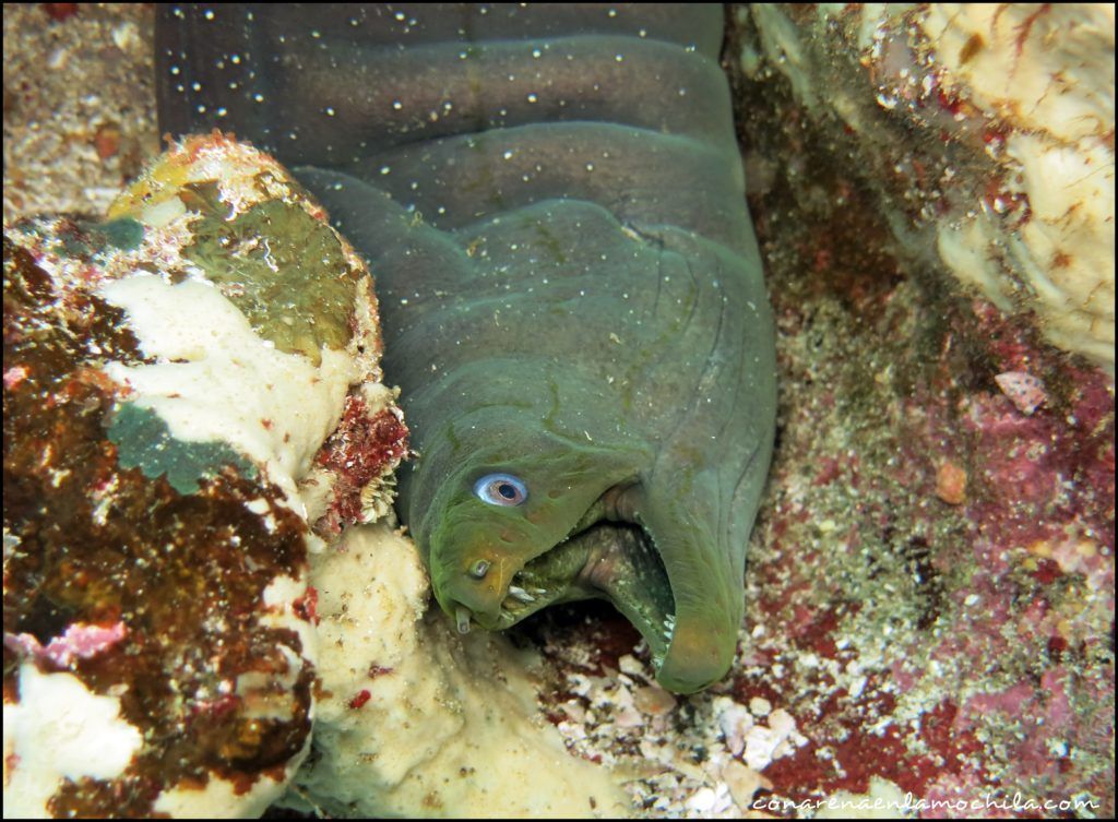 Buceo Galápagos Ecuador