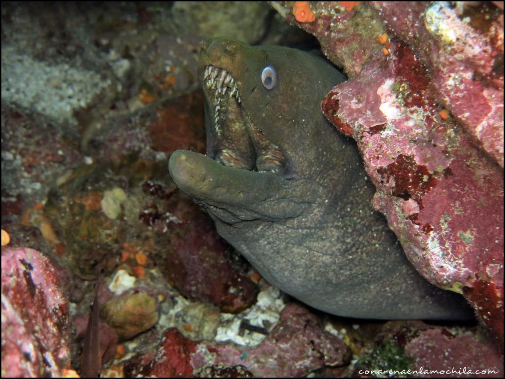 Buceo Galápagos Ecuador