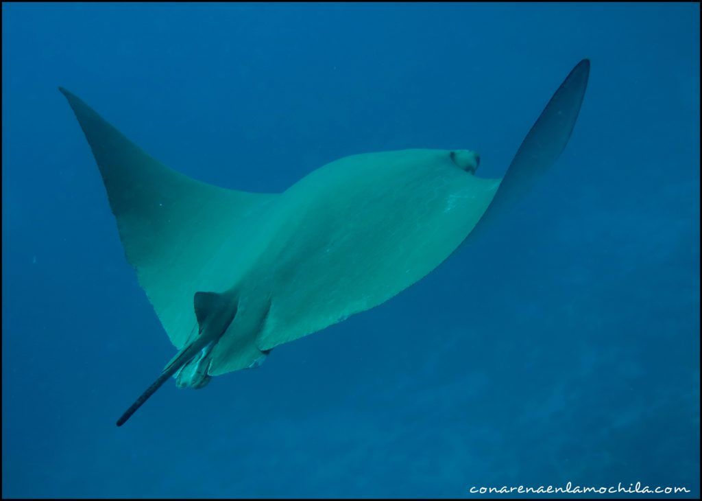 Buceo Galápagos Ecuador