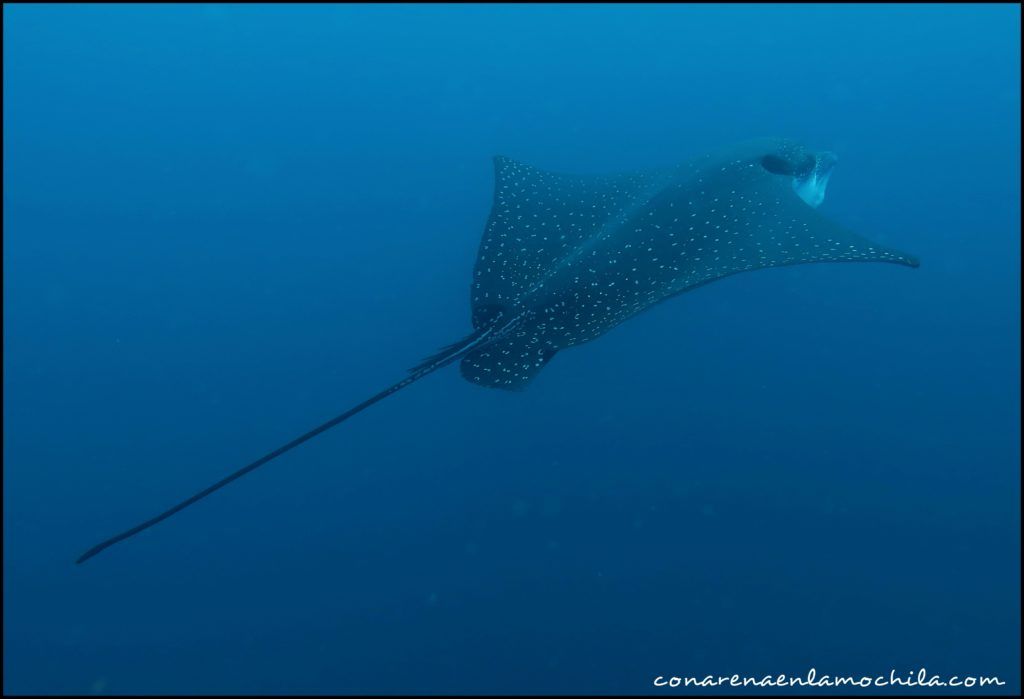 Buceo Galápagos Ecuador