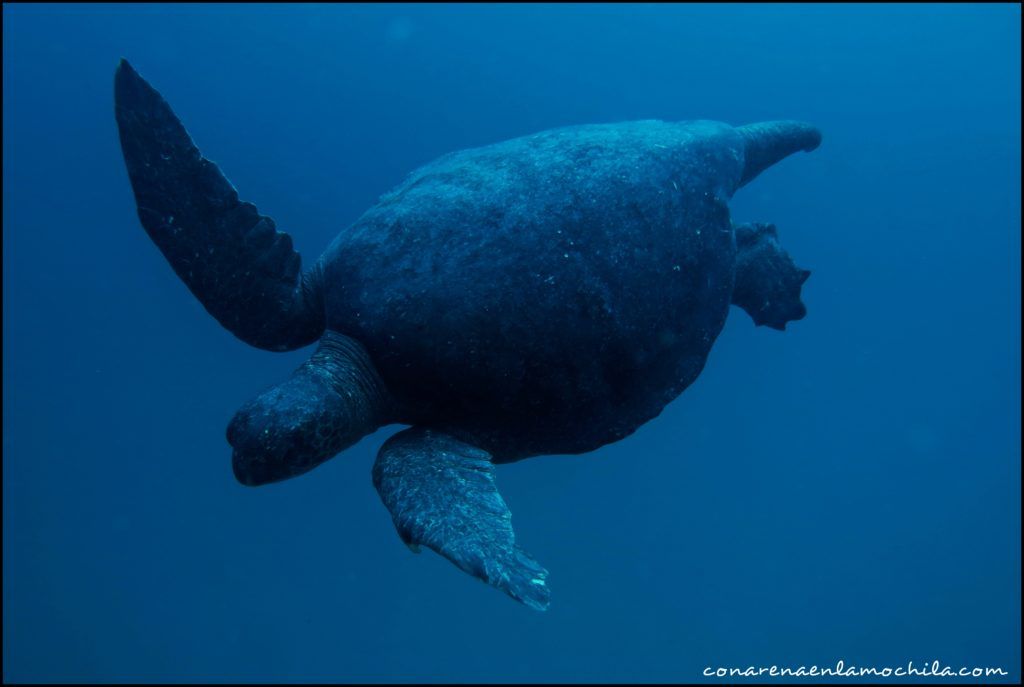 Buceo Galápagos Ecuador