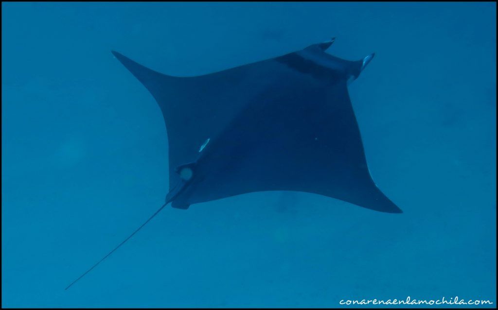 Buceo Galápagos Ecuador