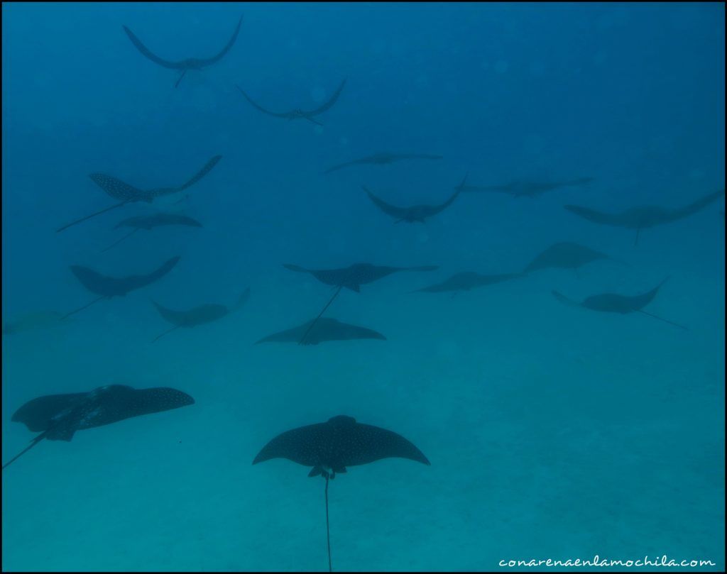 Buceo Galápagos Ecuador