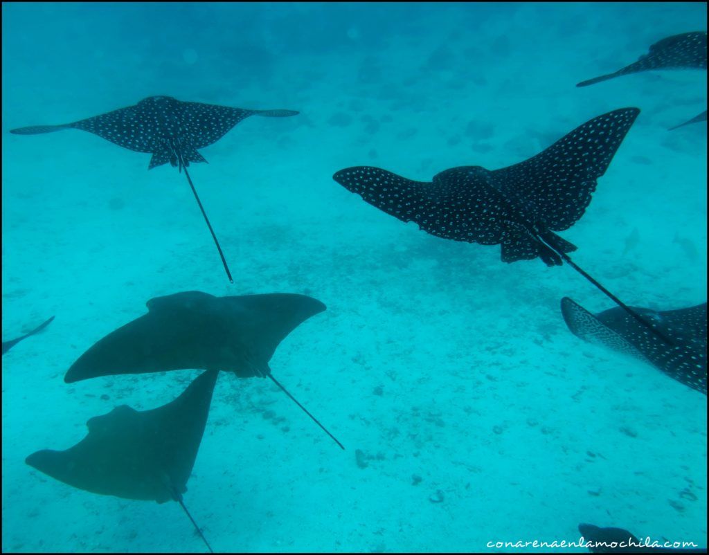 Buceo Galápagos Ecuador